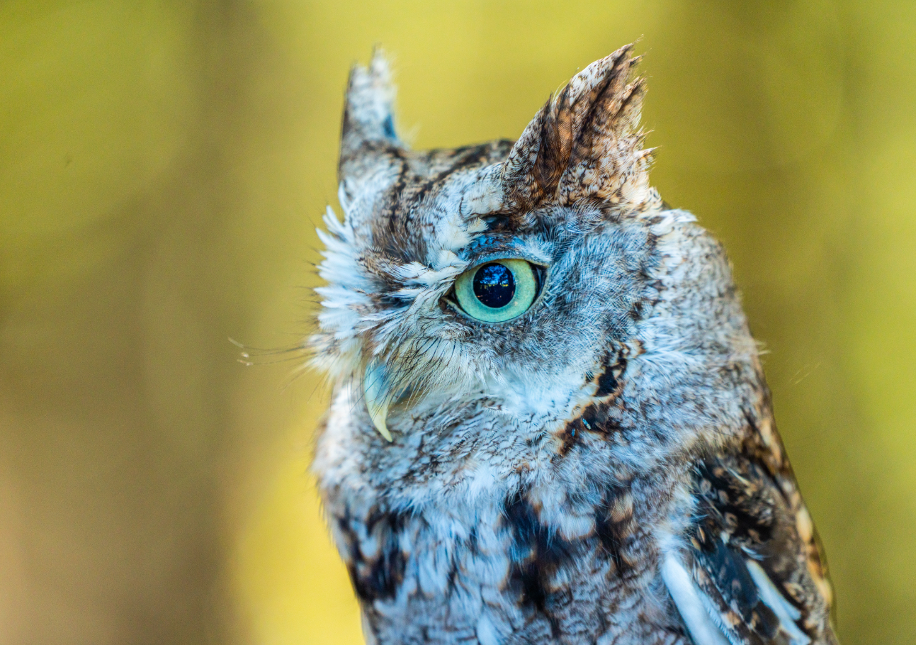 Eastern Screech Owl portrait