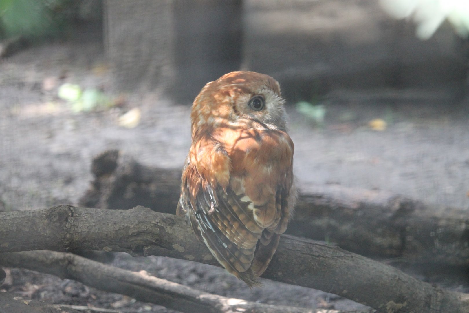 Eastern Screech Owl red morph