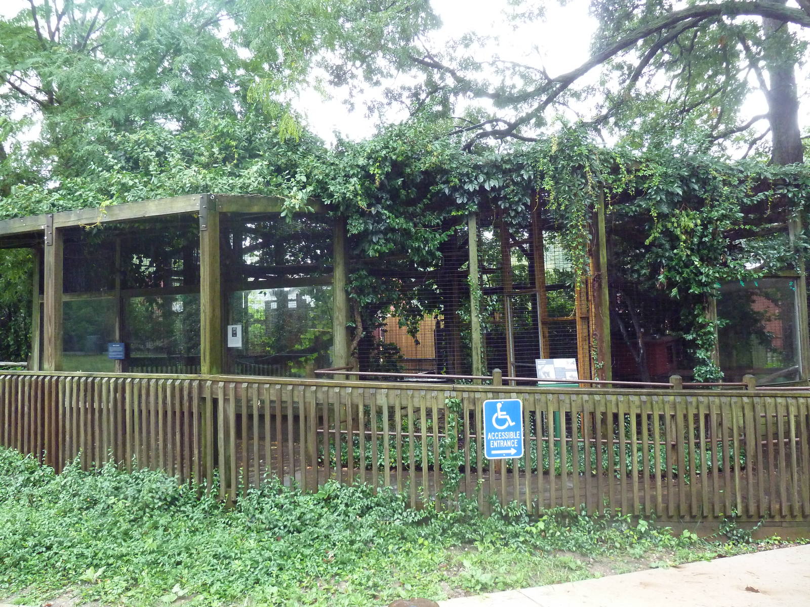 Eastern Screech Owl + Red Panda Exhibits