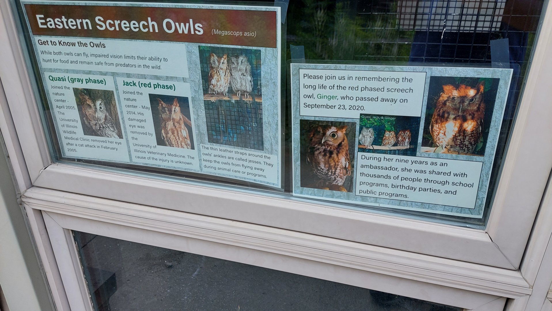 Eastern Screech Owl Signage