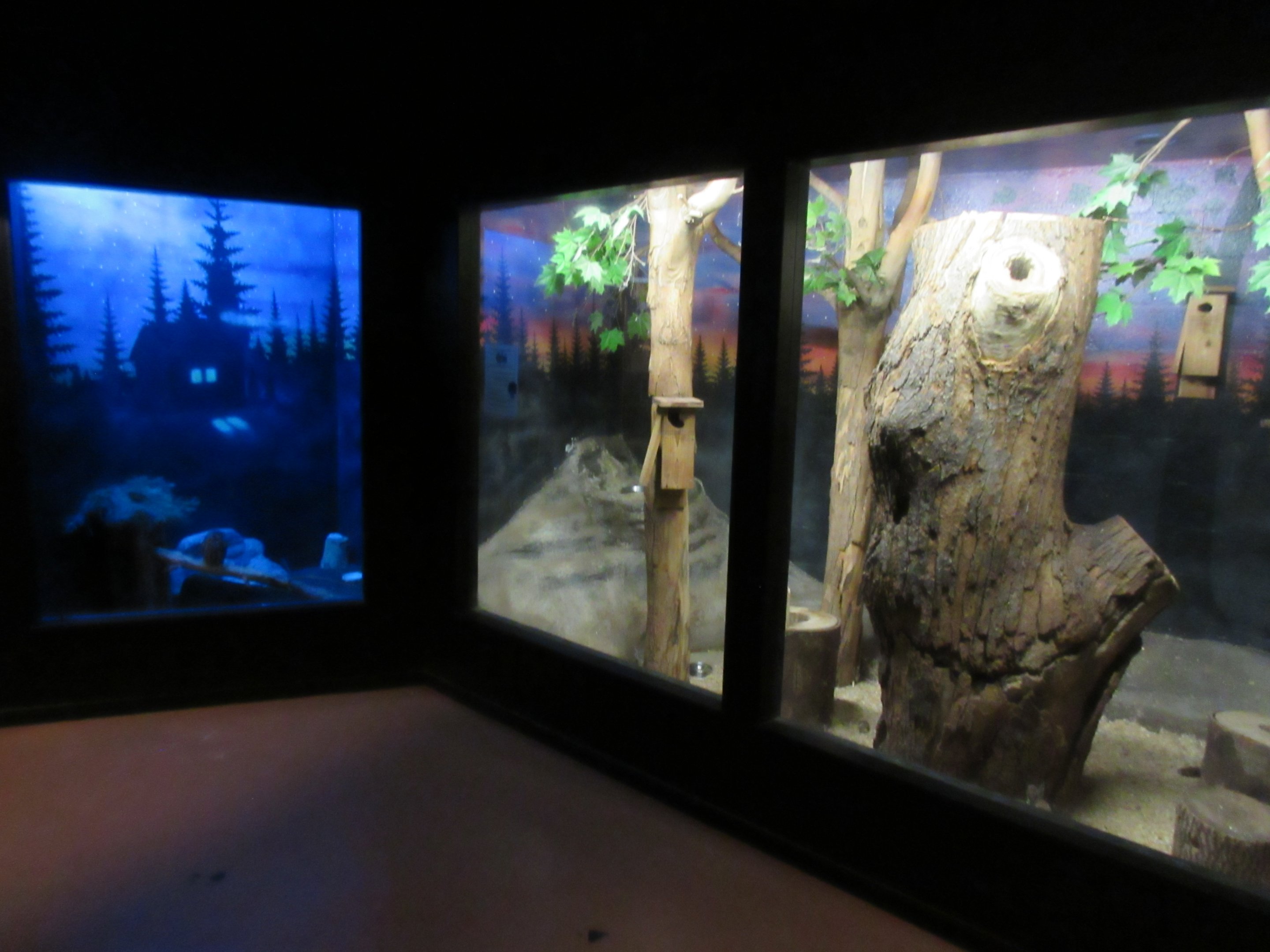 Eastern Screech Owl + Southern Flying Squirrel/Eastern Cottontail Exhibits