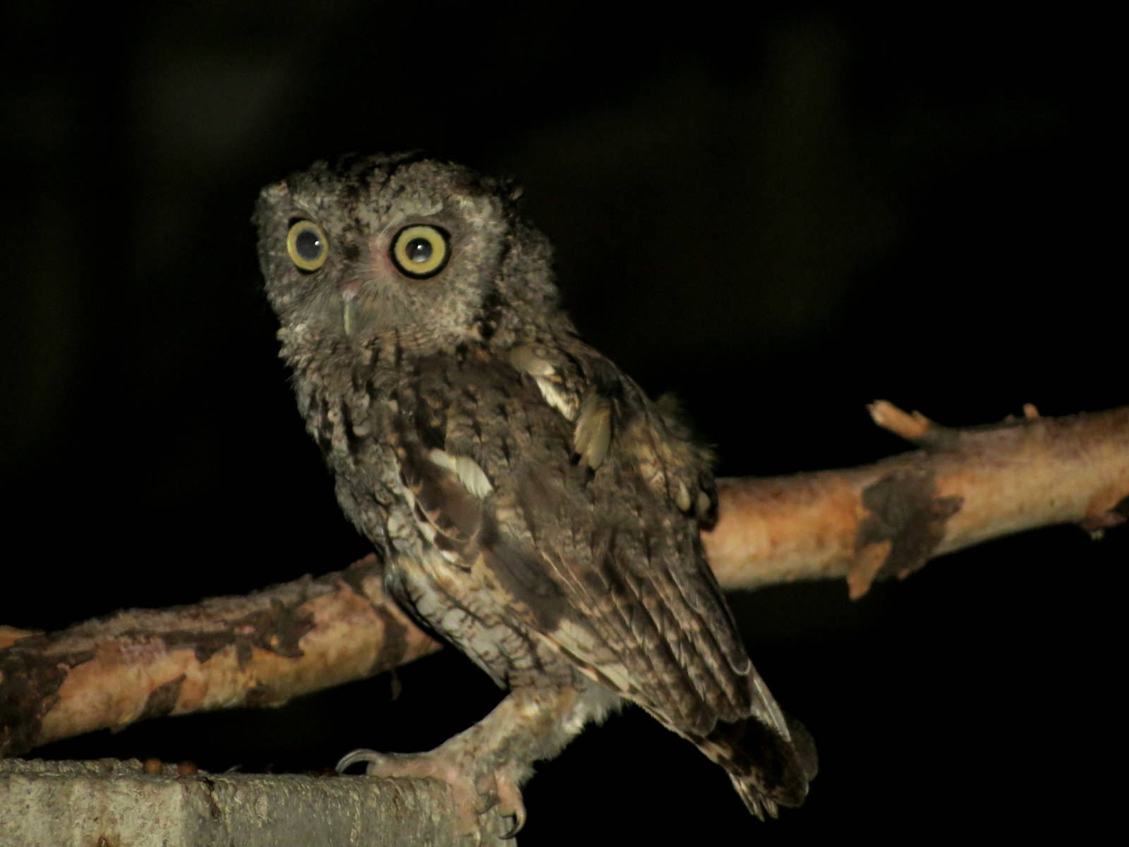 Eastern Screech-owl