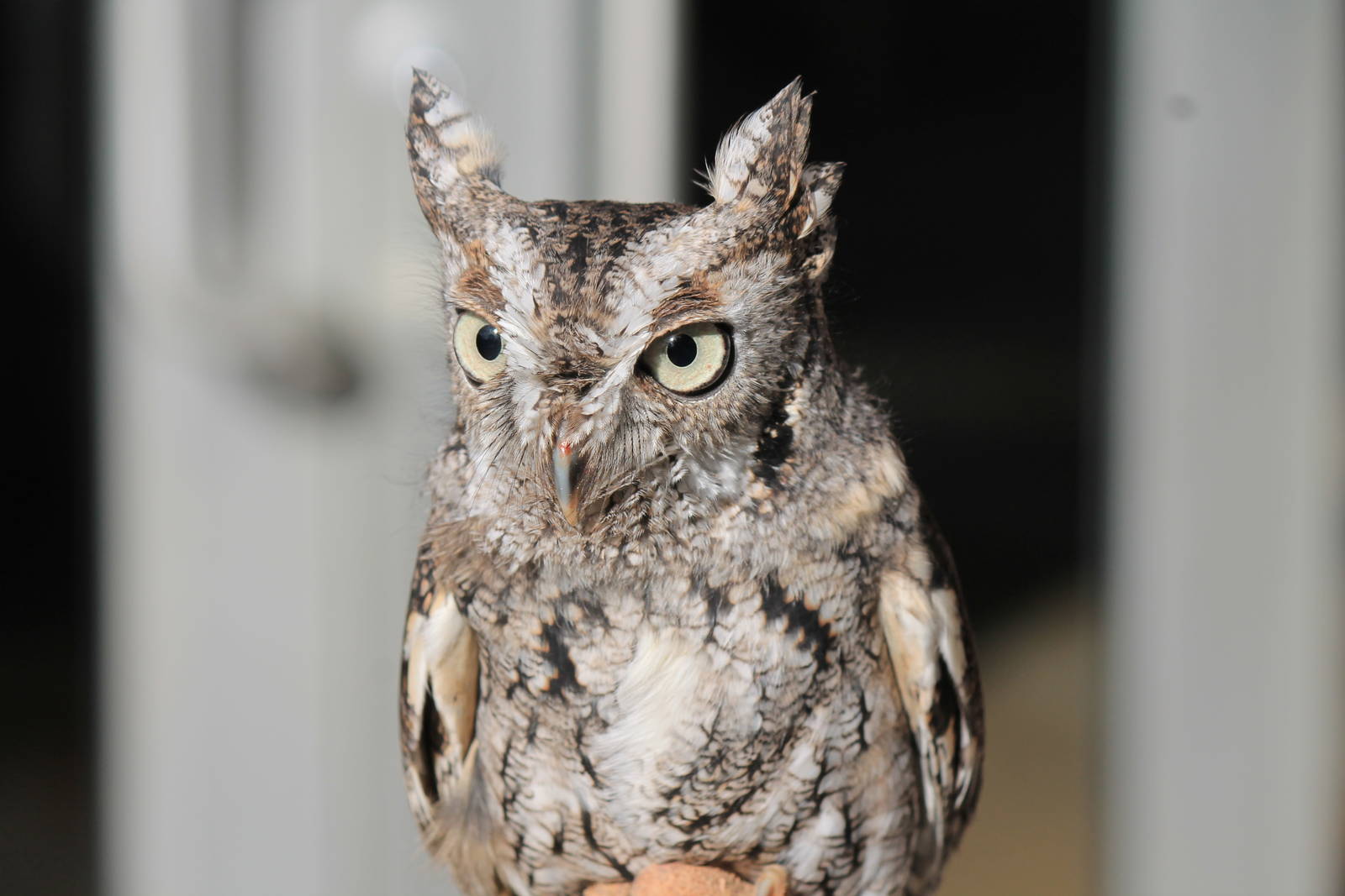 Eastern Screech Owl