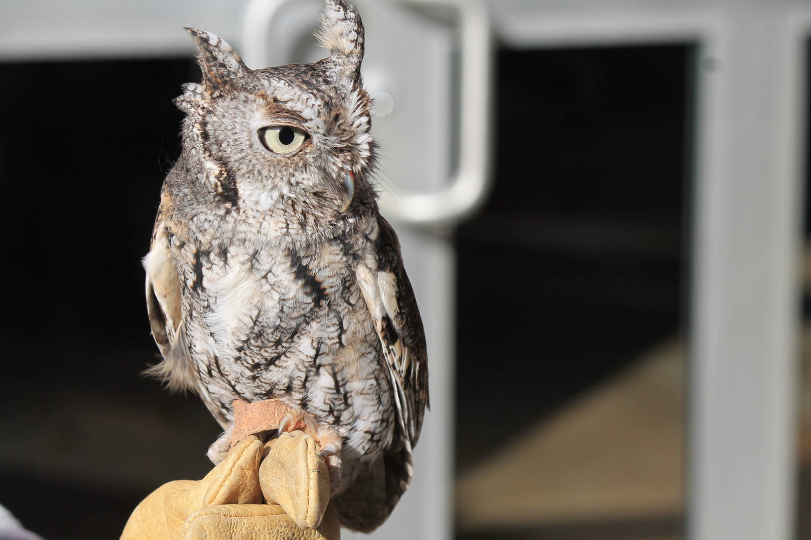 Eastern Screech Owl