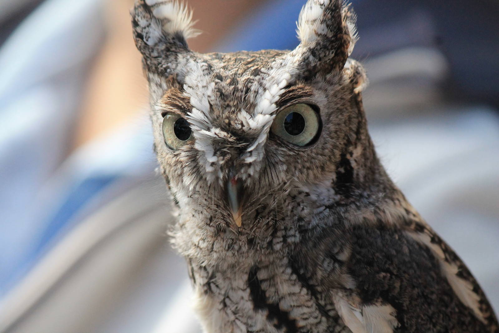 Eastern Screech Owl