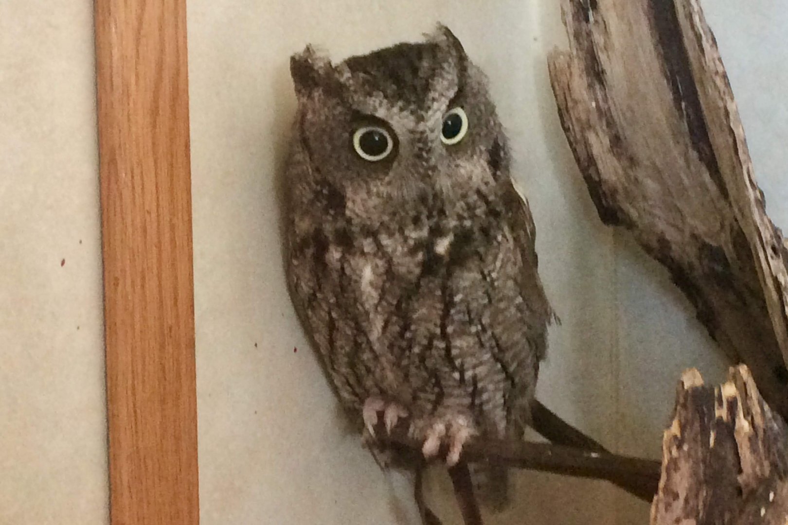 Eastern Screech-Owl