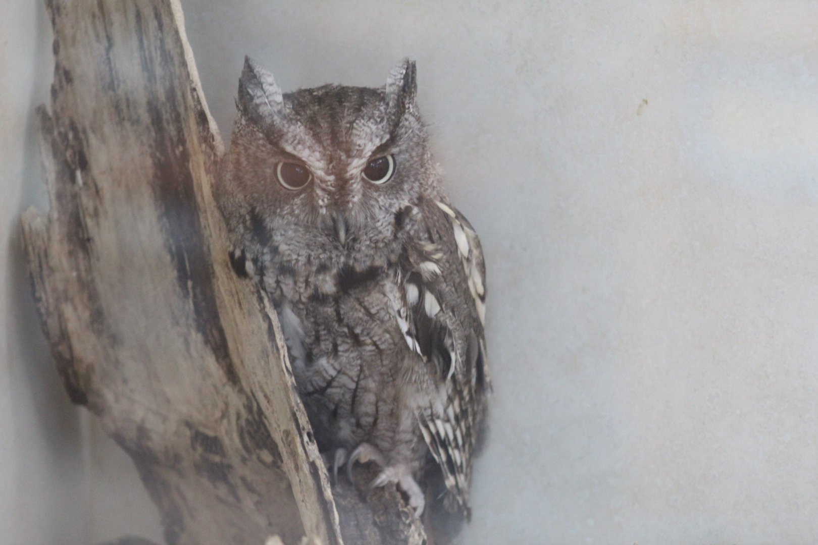 Eastern Screech-Owl