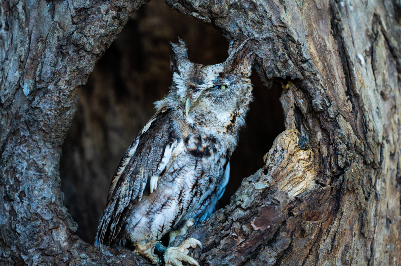 Eastern Screech Owl