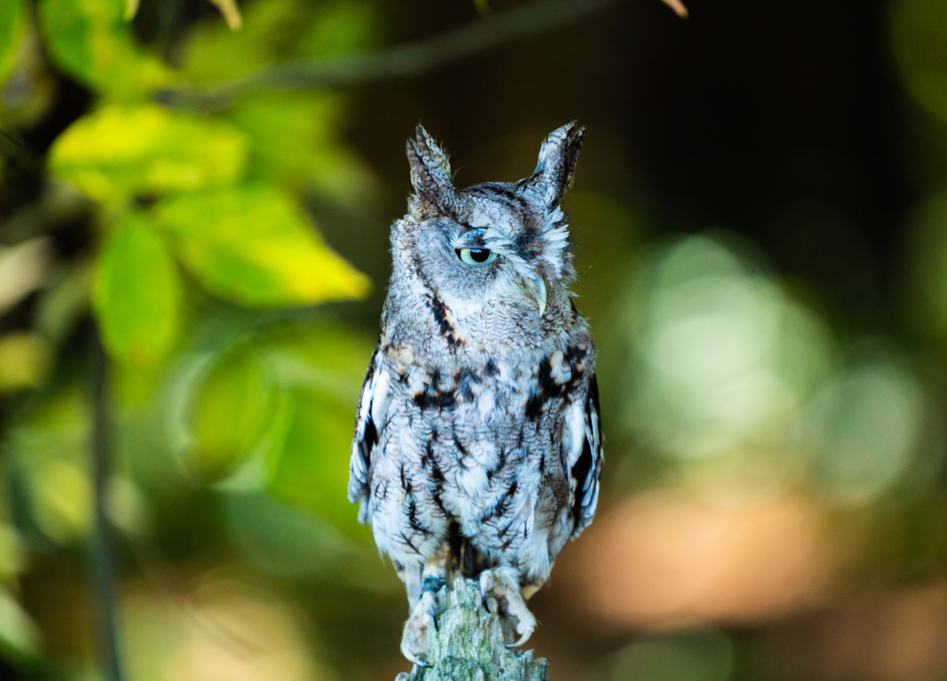 Eastern Screech Owl