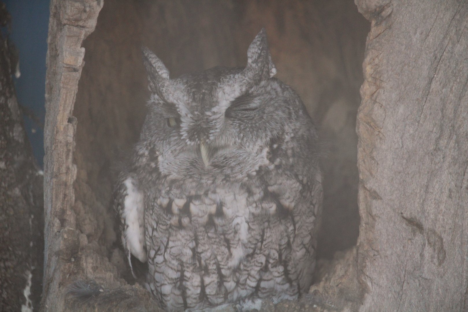 Eastern Screech-Owl