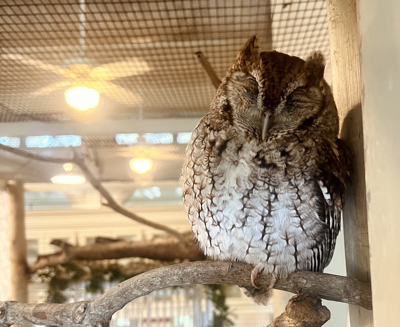 Eastern Screech Owl