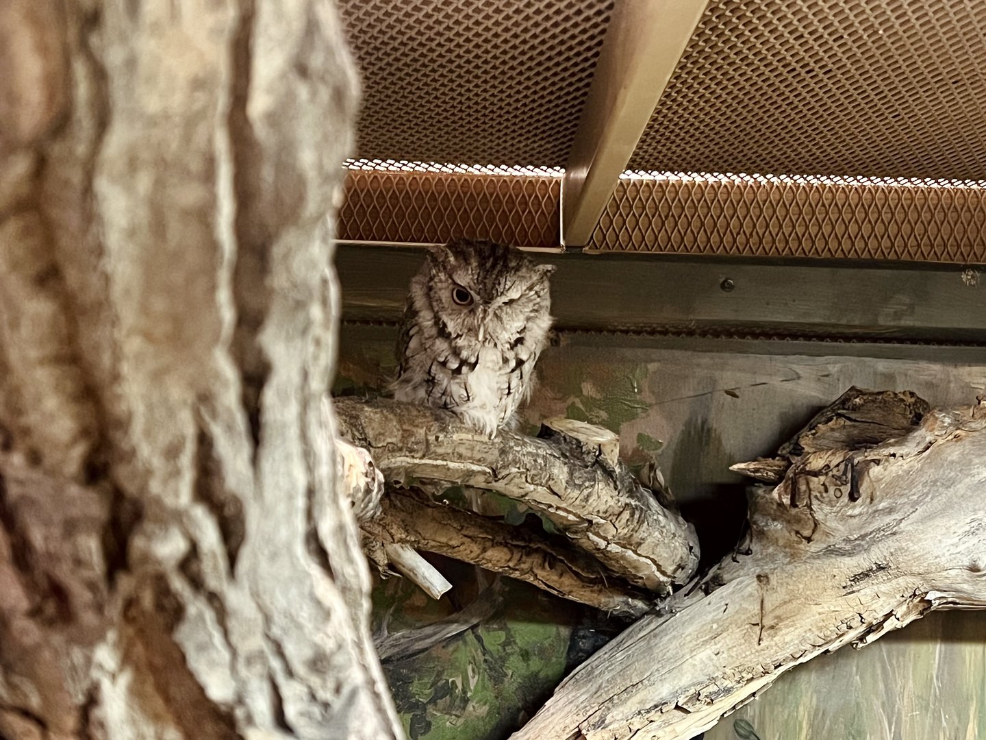 Eastern Screech Owl