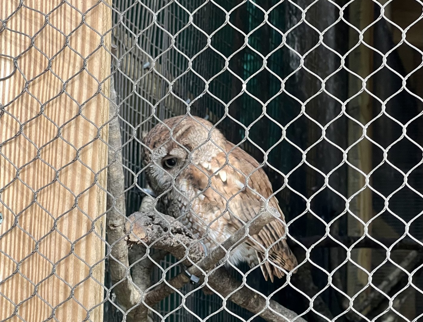 Eastern Screech Owl
