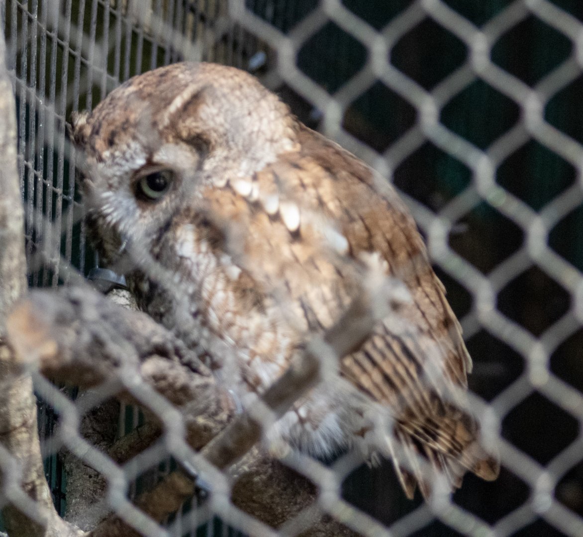Eastern Screech Owl