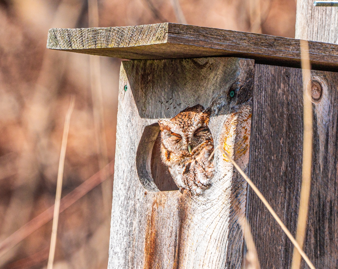 Eastern Screech Owl