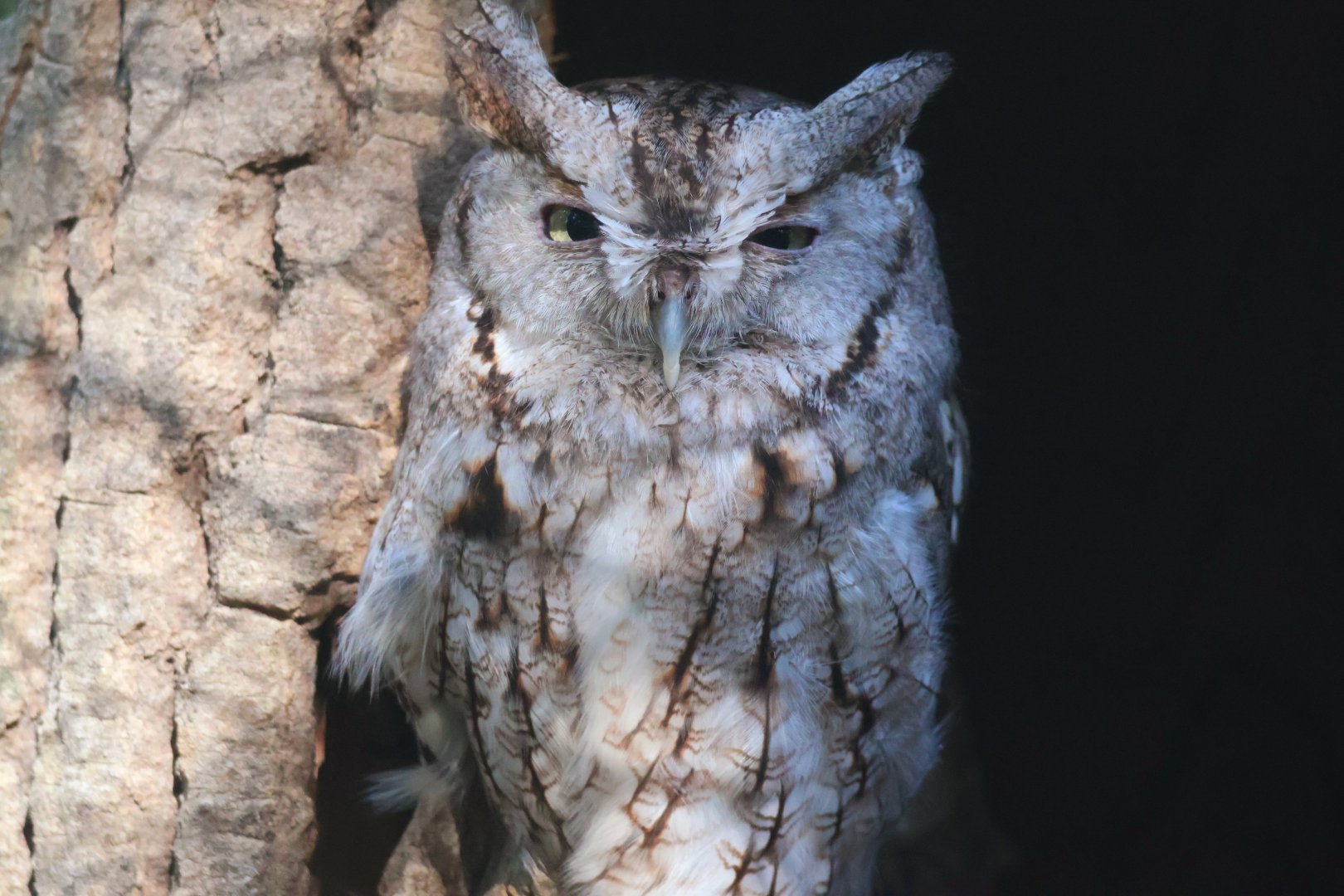 Eastern Screech Owl