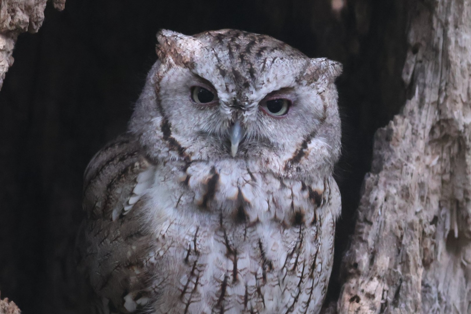 Eastern Screech Owl