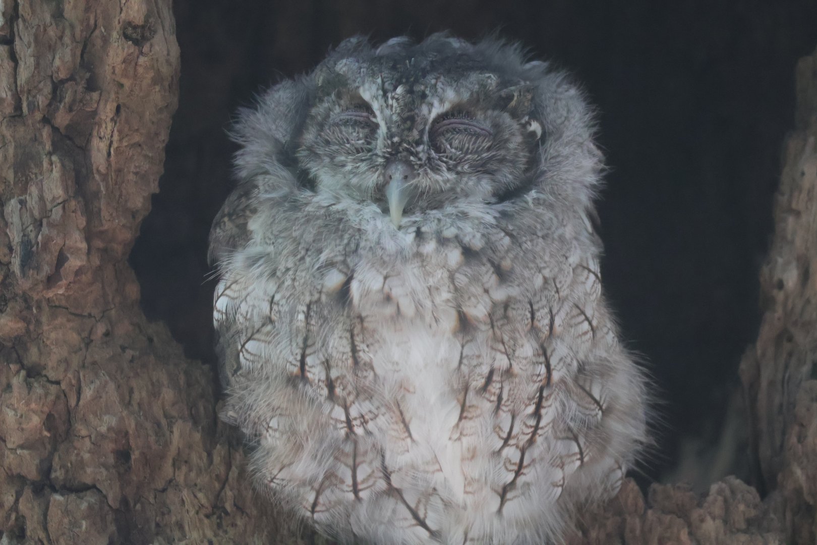 Eastern screech owl