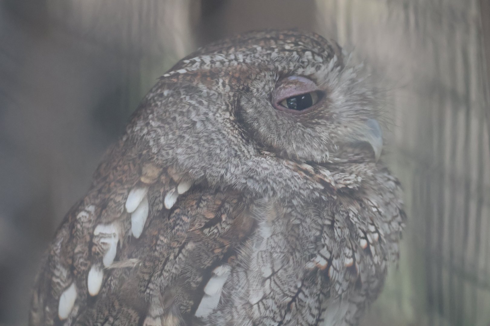 Eastern screech owl