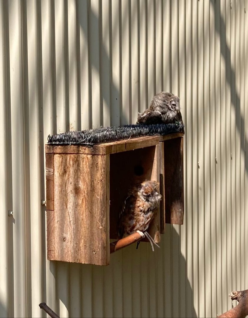 Eastern Screech Owls (Outdoor Discovery Center, Holland MI, 8/8/23)