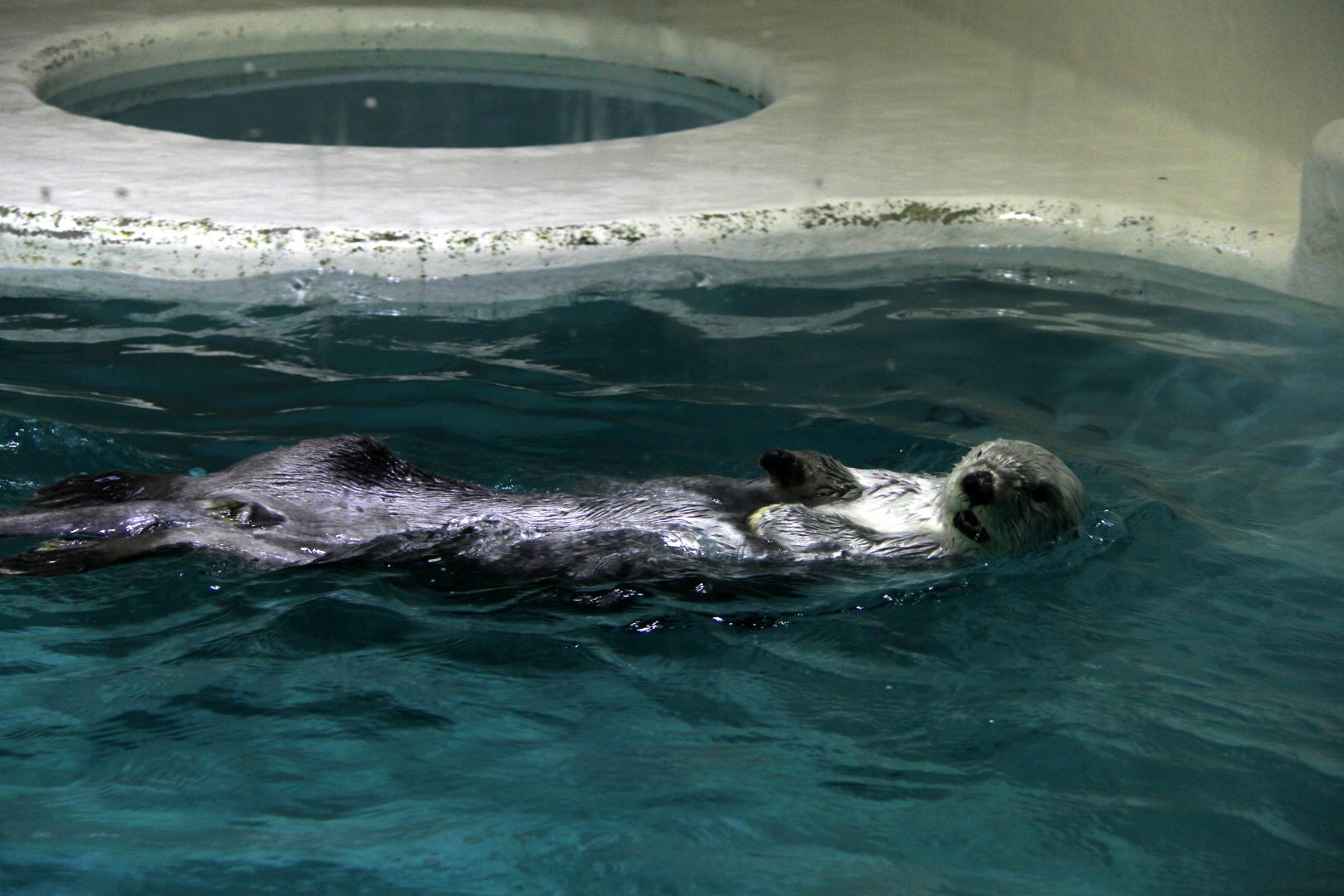 Eastern Sea Otter (Enhydra lutris kenyoni)