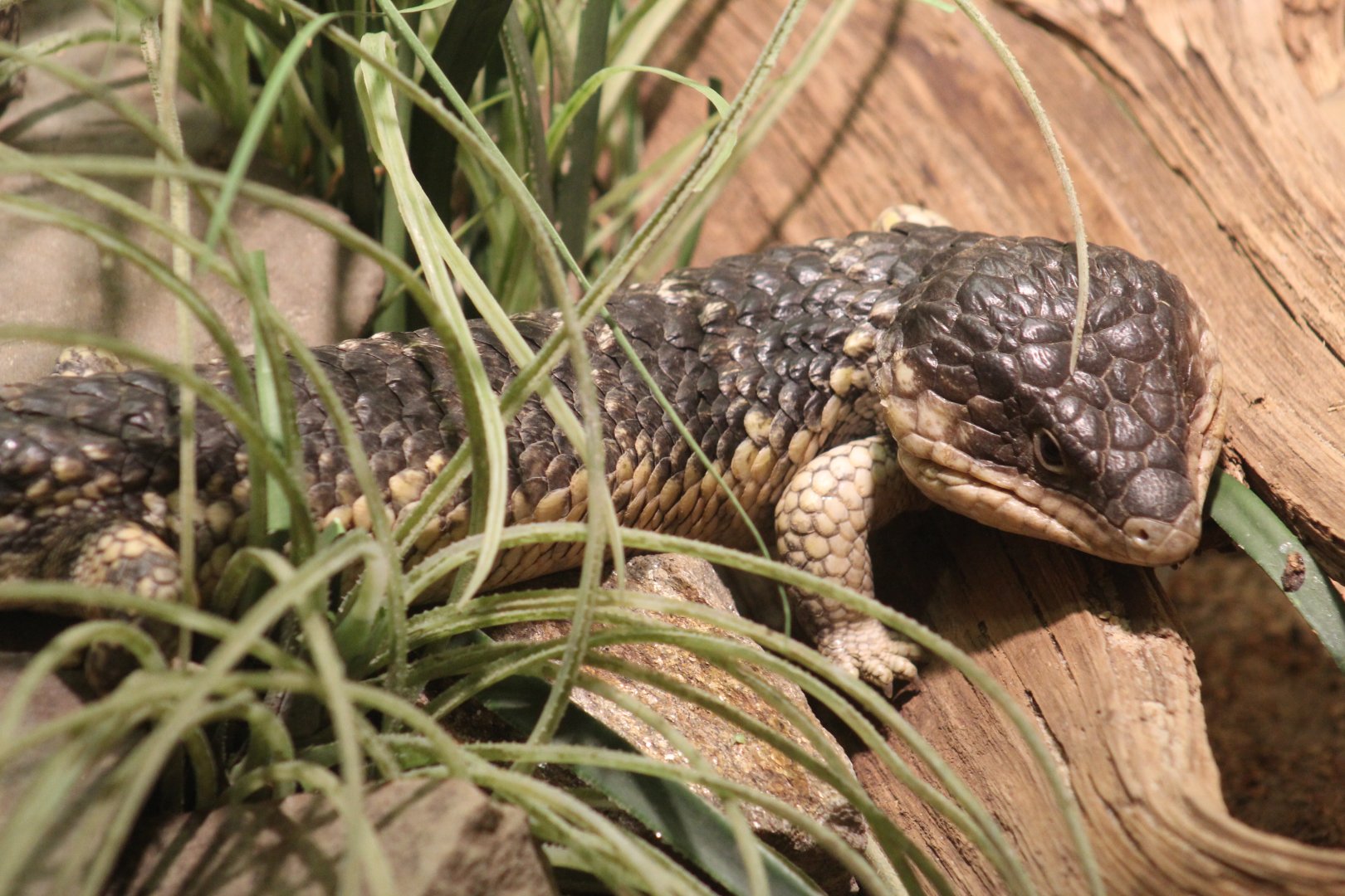Eastern Shingleback Skink