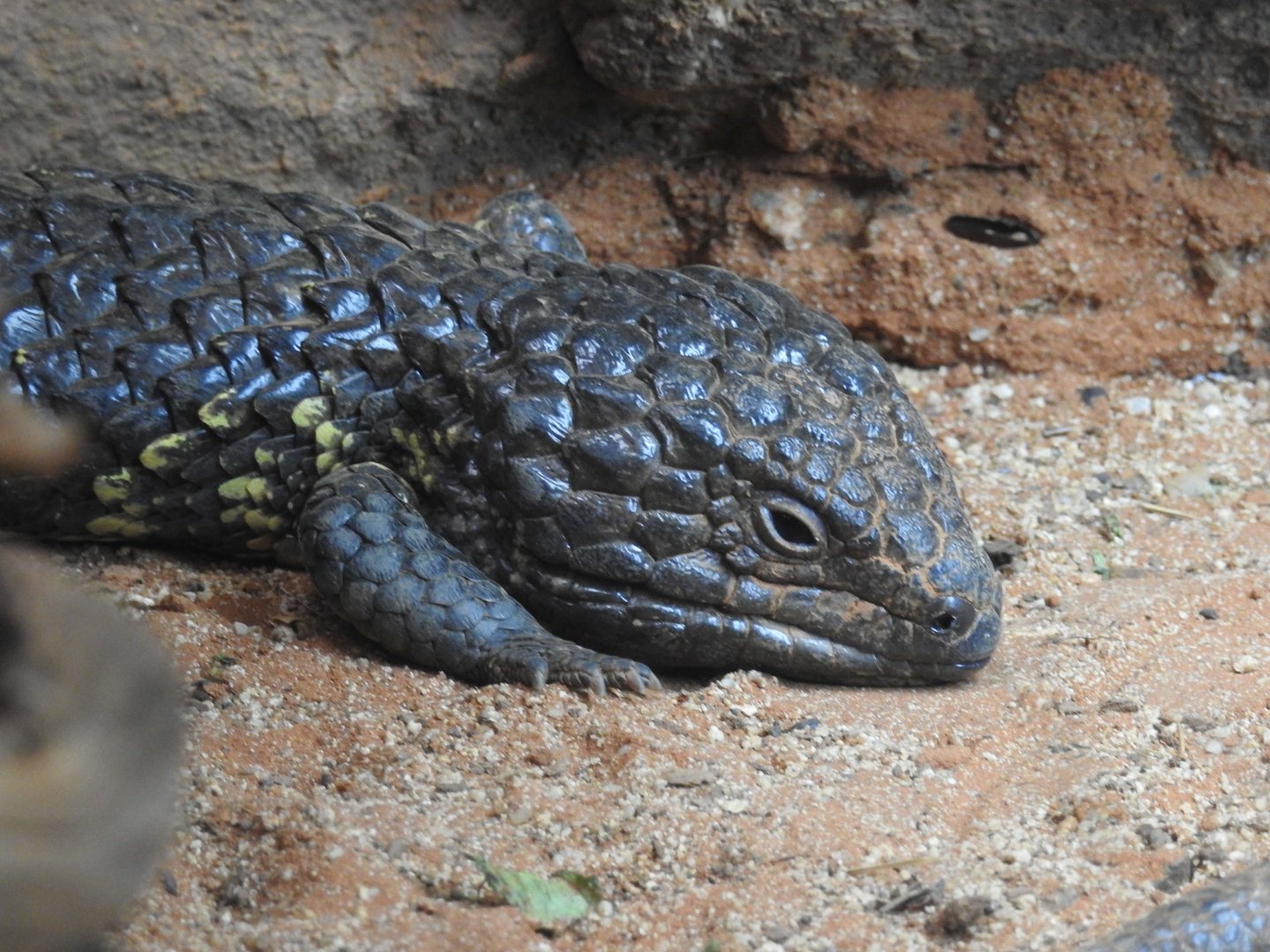 Eastern Shingleback