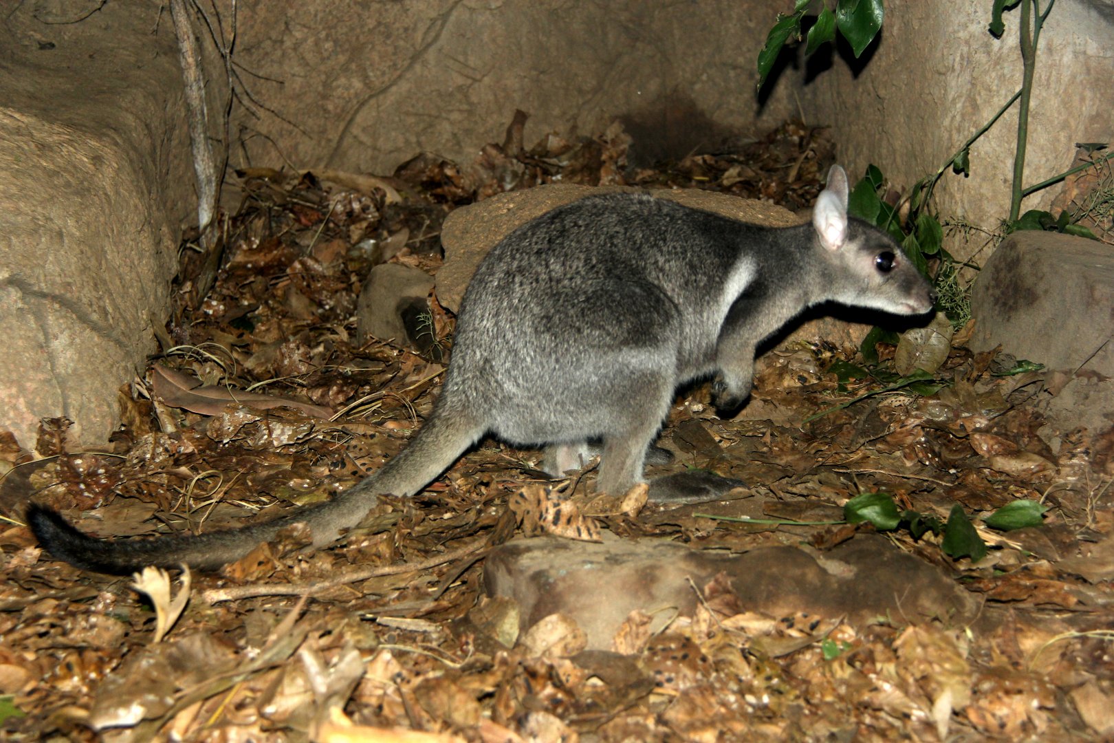 eastern short-eared rock-wallaby or Wilkins' rock-wallaby (Petrogale wilkinsi)