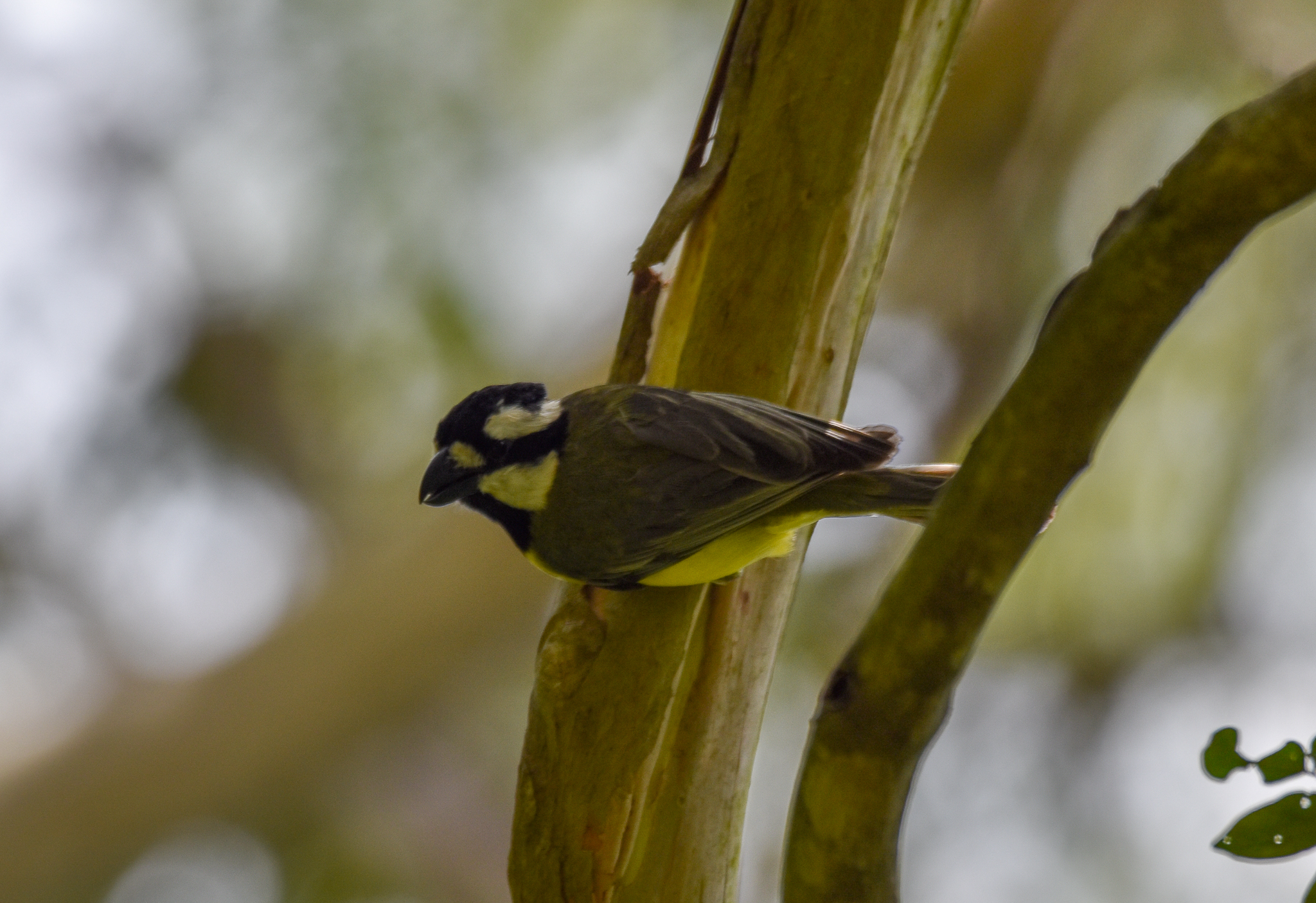 Eastern Shrike-tit