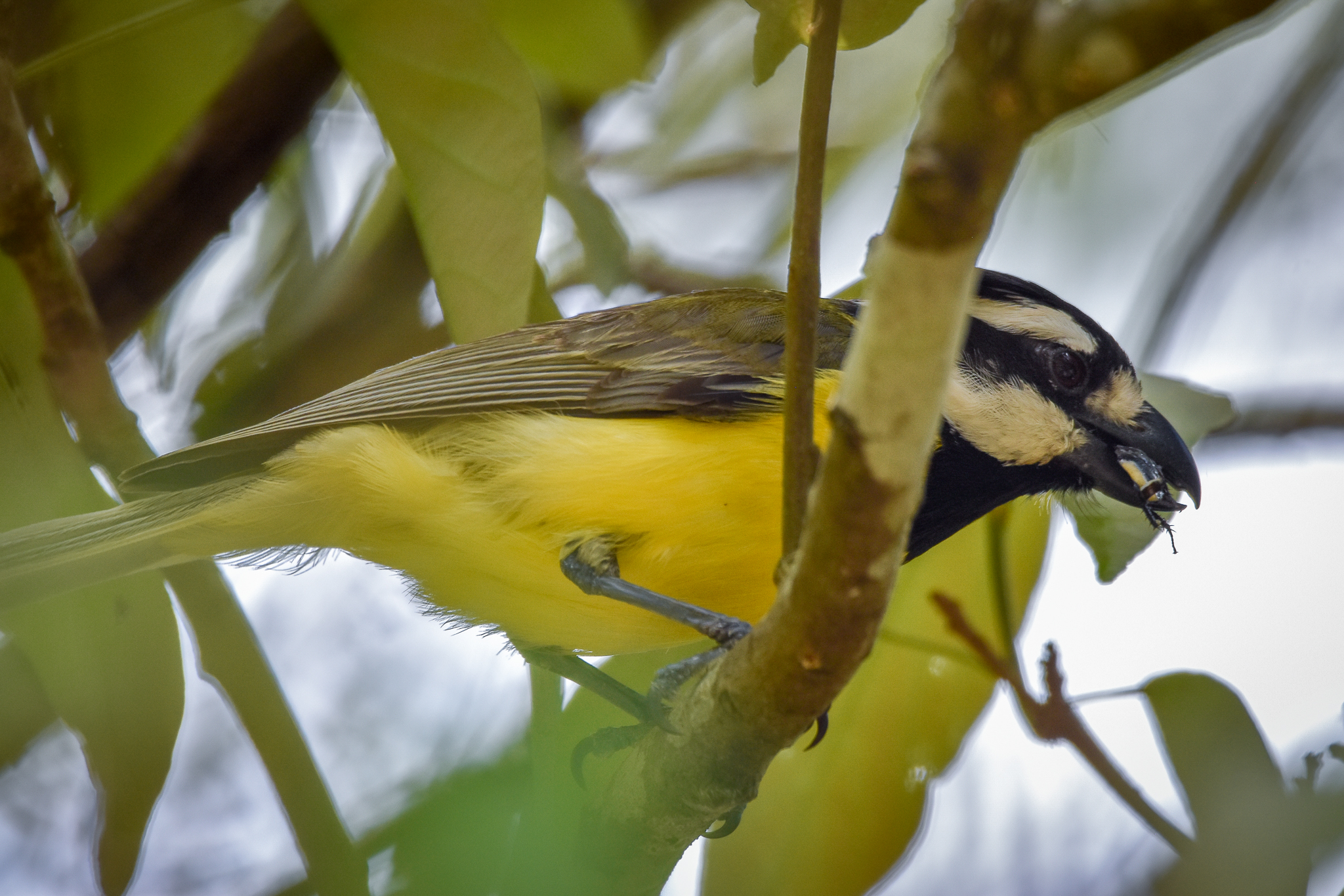 Eastern Shrike-tit