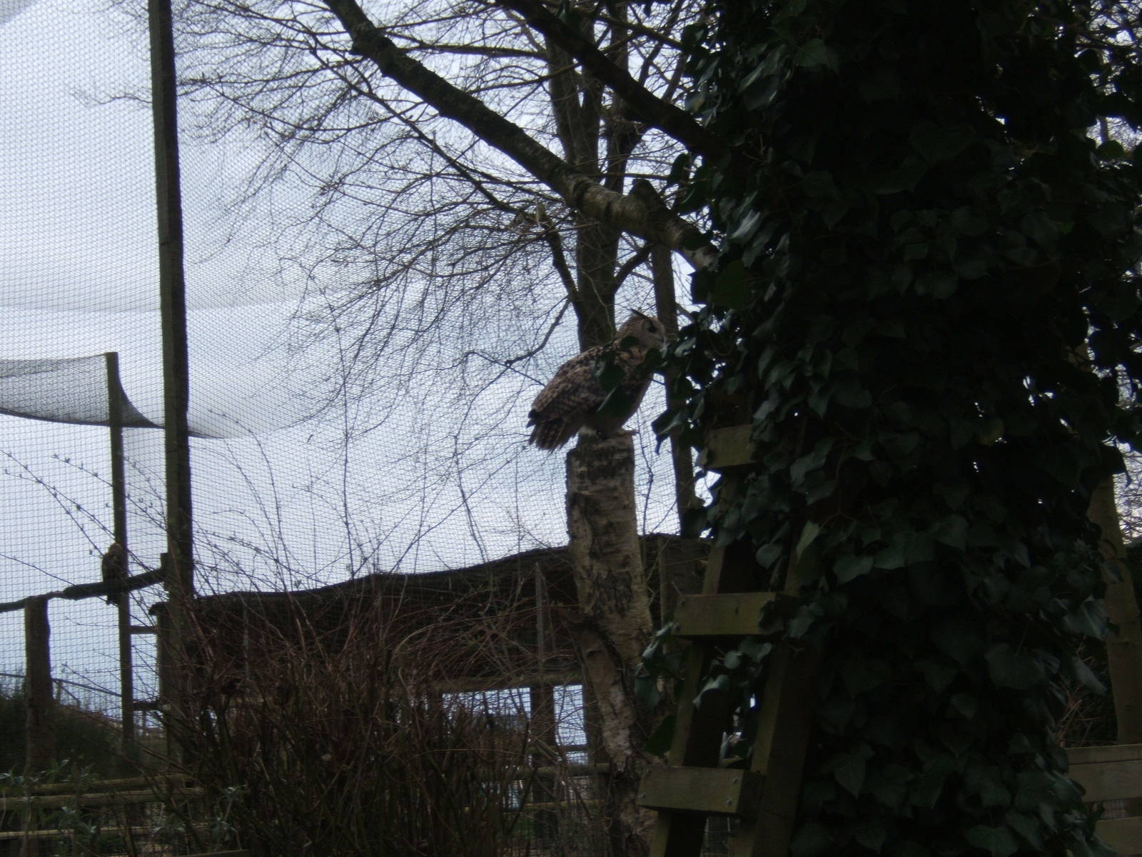 Eastern Siberian Eagle Owl in the Woodland Arena