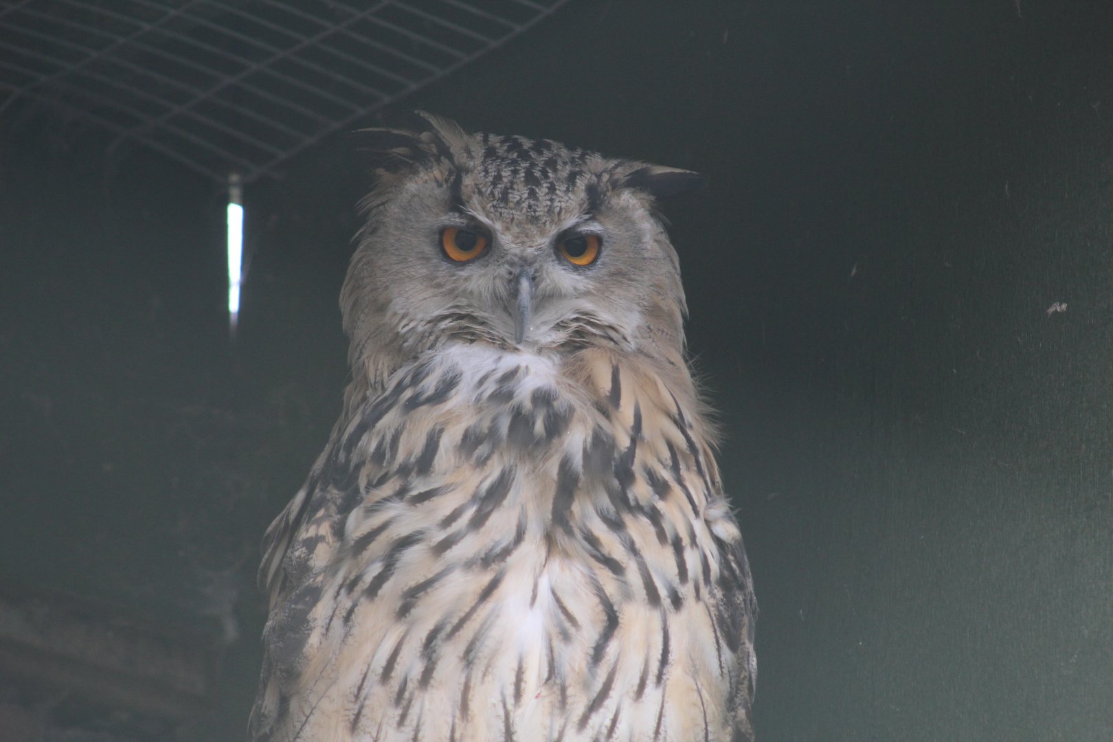 Eastern Siberian Eagle-Owl