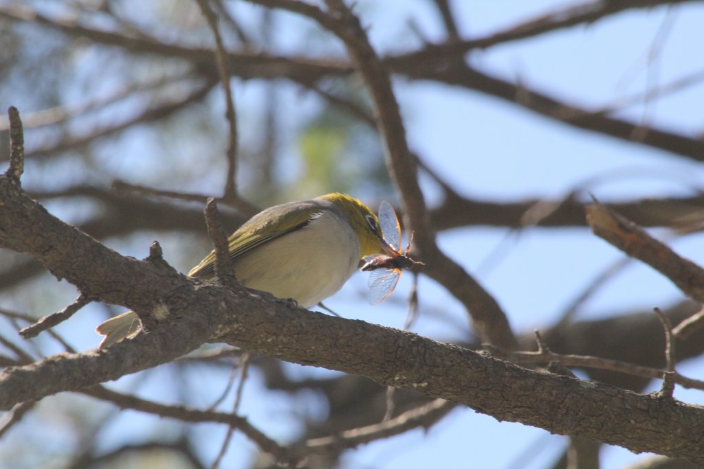 Eastern Silvereye with a meal - wild