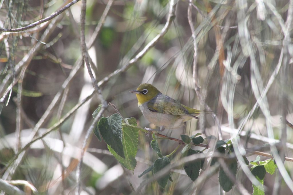 Eastern Silvereye