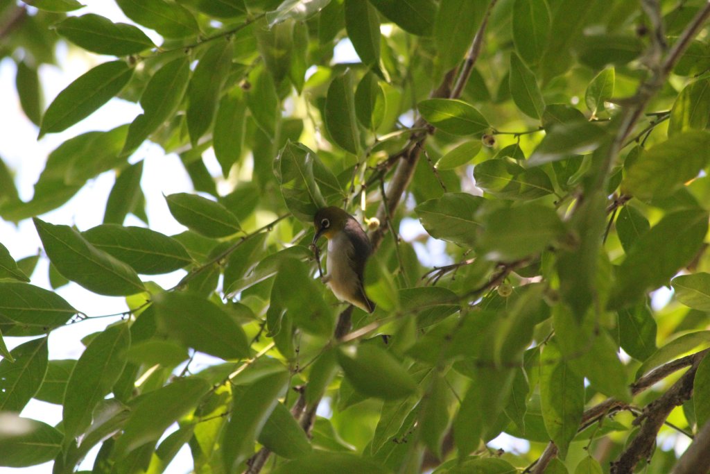 Eastern Silvereye