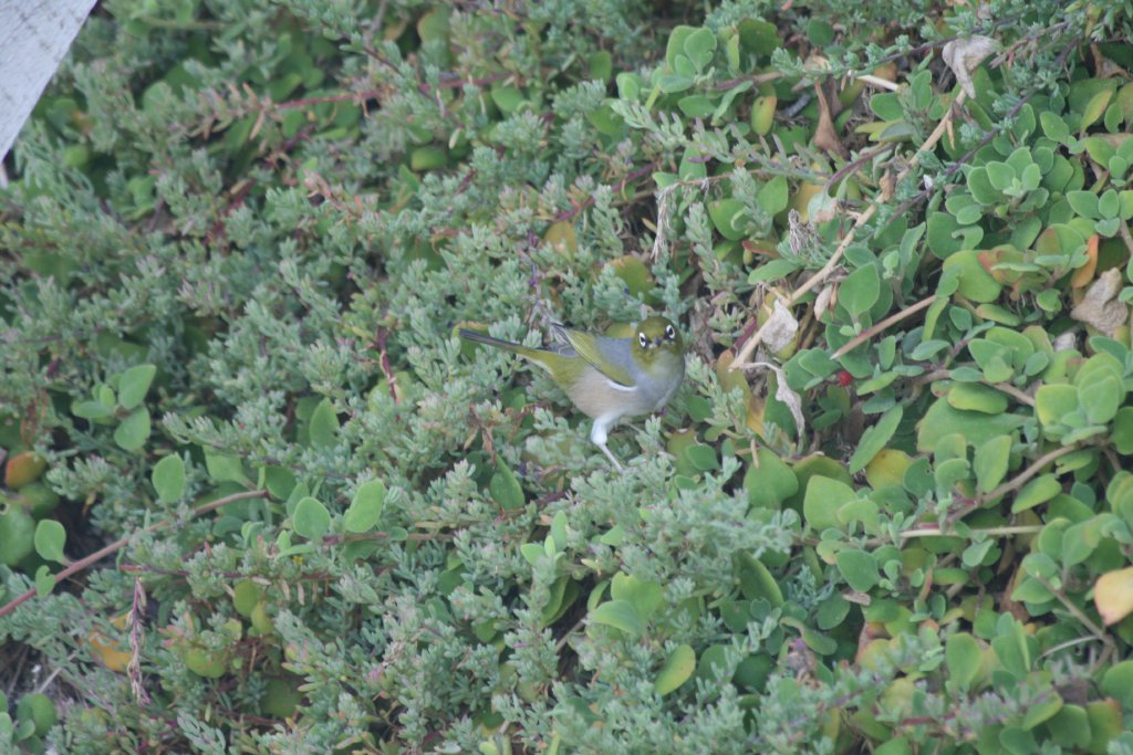 Eastern Silvereye