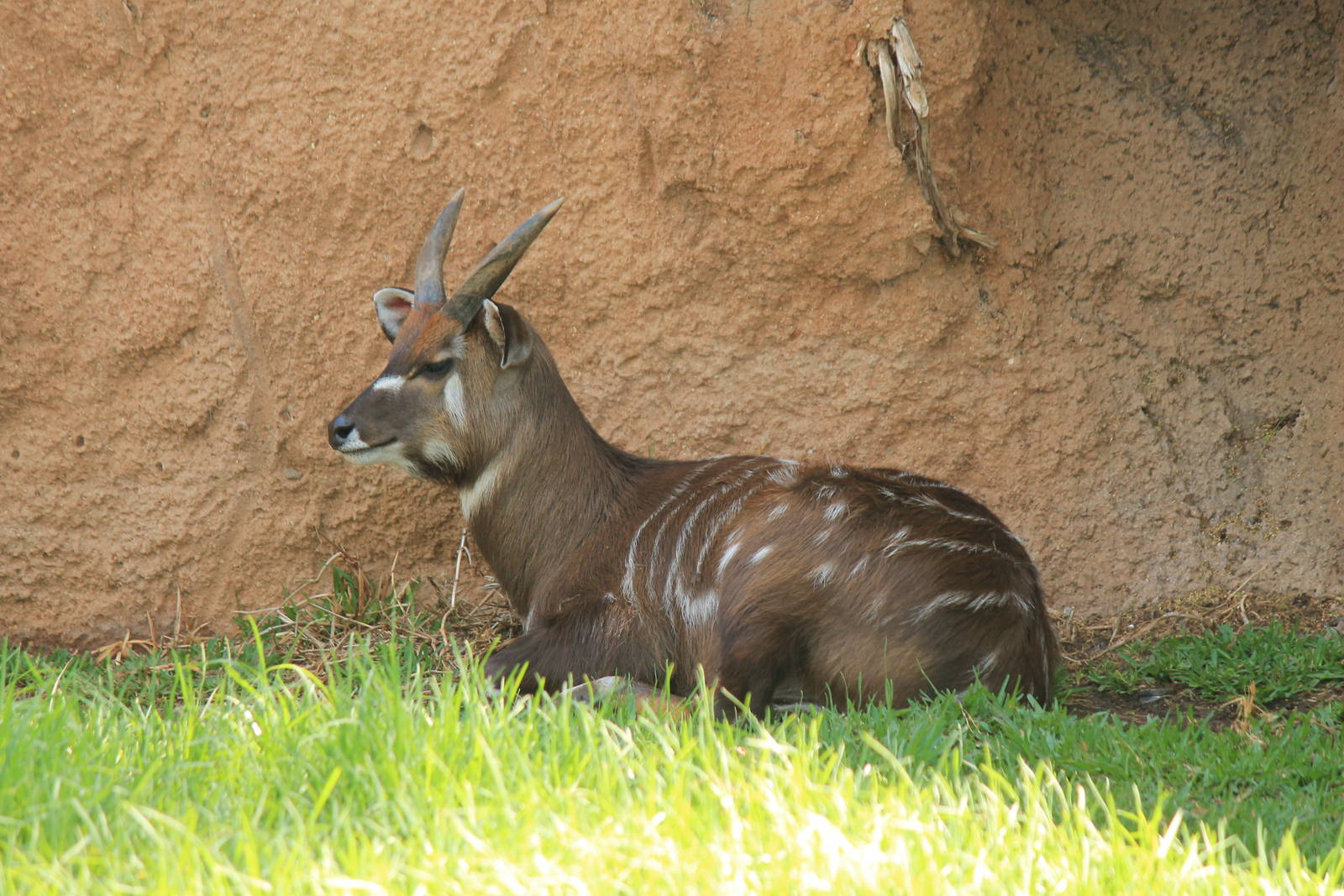 Eastern Sitatunga