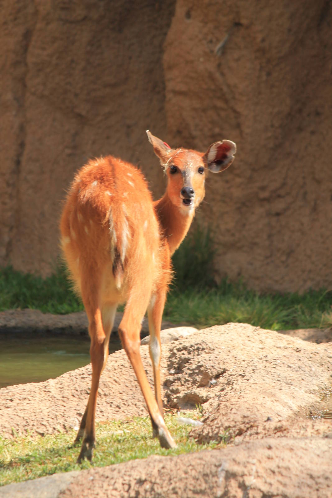 Eastern Sitatunga