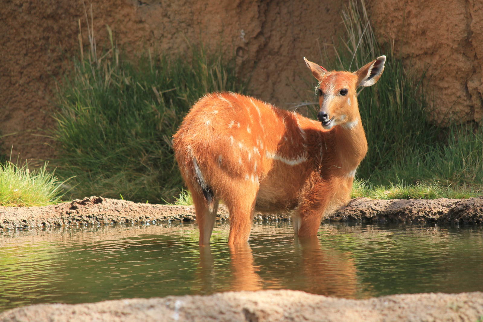 Eastern Sitatunga