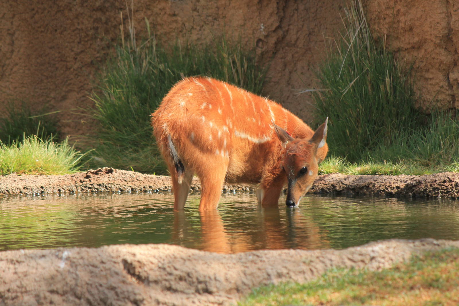Eastern Sitatunga