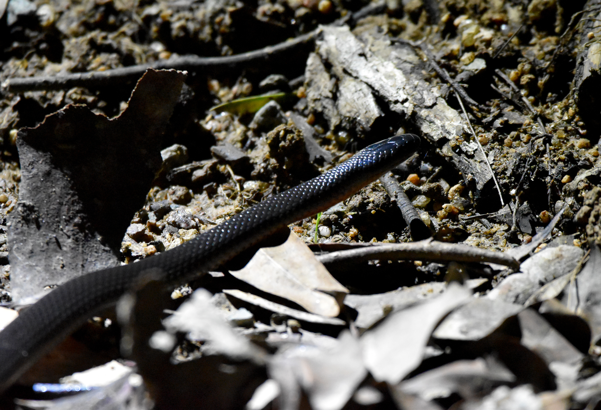 Eastern Small-eyed Snake