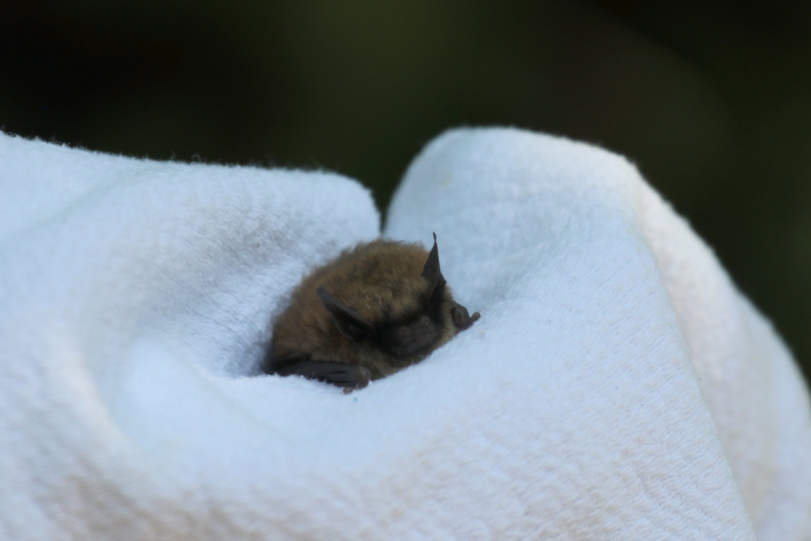 Eastern small-footed bat (Myotis leibii)