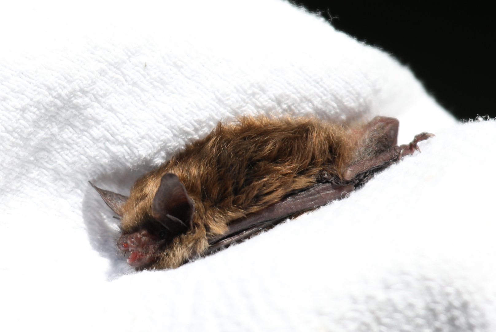 Eastern small-footed bat (Myotis leibii)