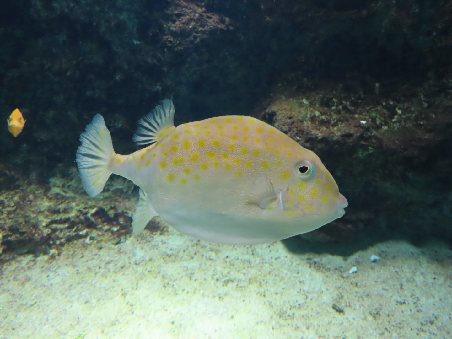 Eastern Smooth Boxfish (Anoplocapros inermis)