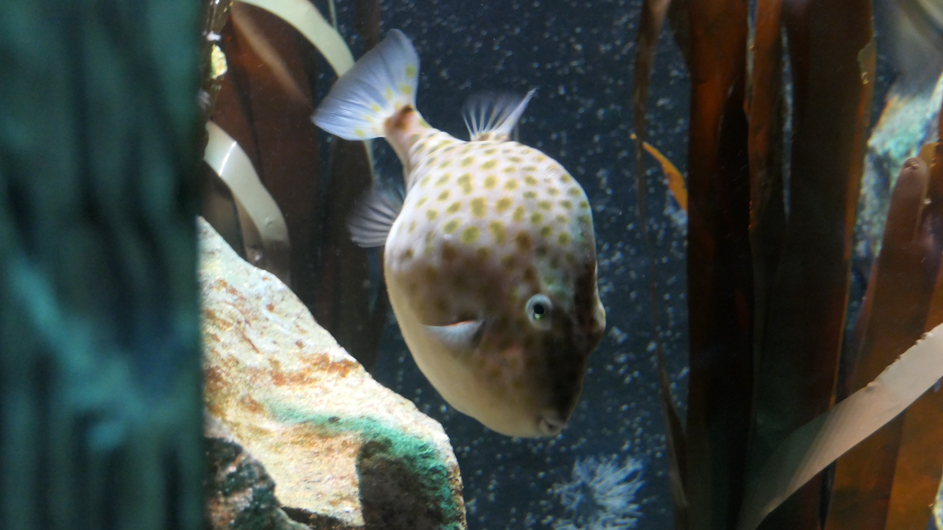 Eastern Smooth Boxfish