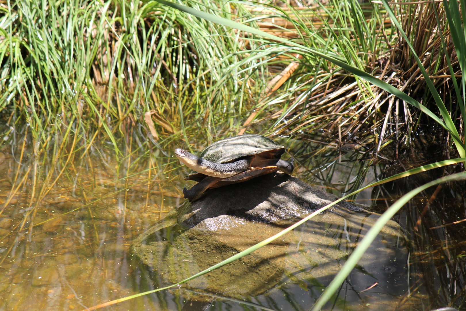 Eastern Snake-necked Turtle (Chelodina longicollis)