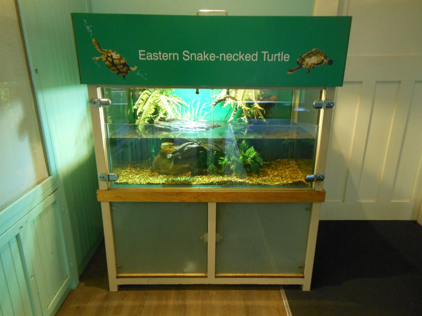 Eastern Snake-necked Turtle tank