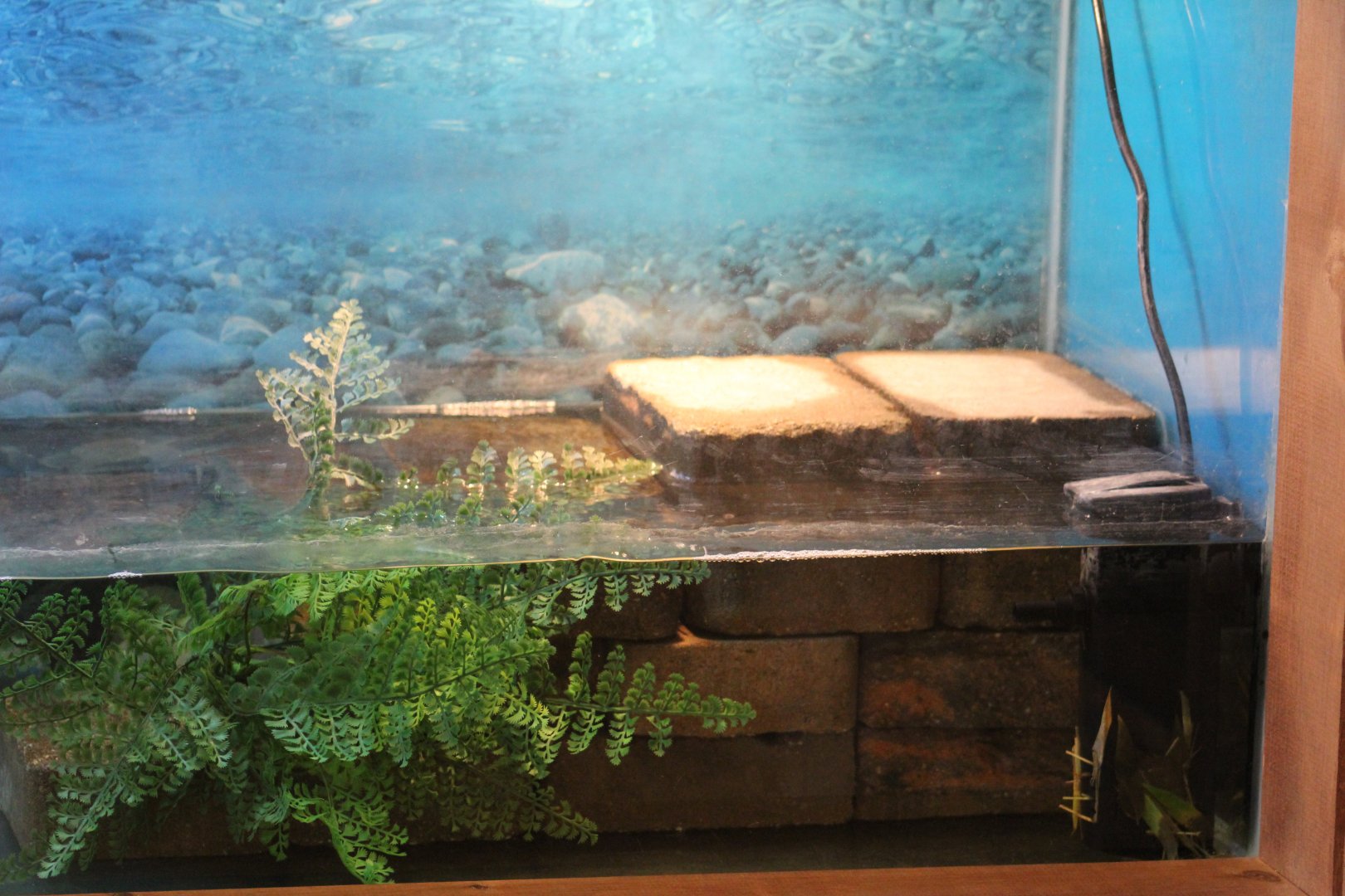 Eastern Snake-Necked Turtle Terrarium Part 2