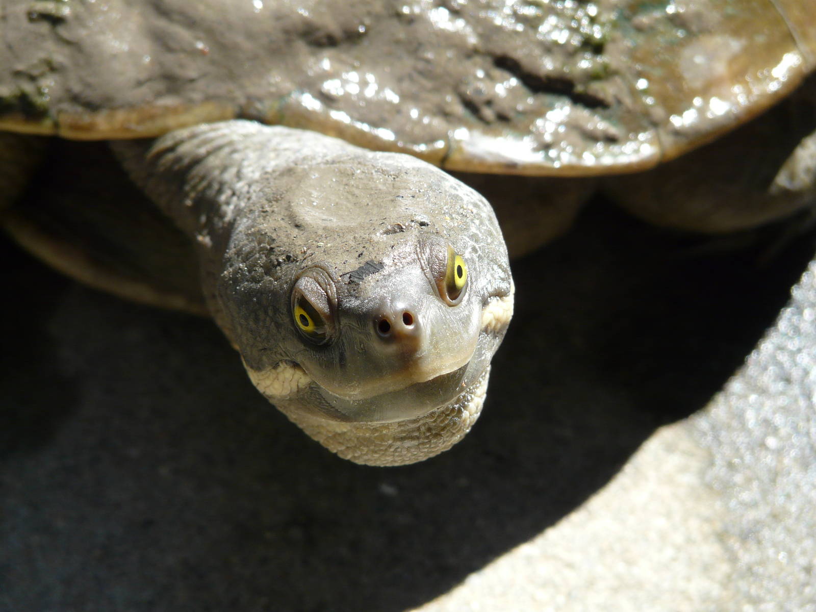 Eastern snake-necked turtle