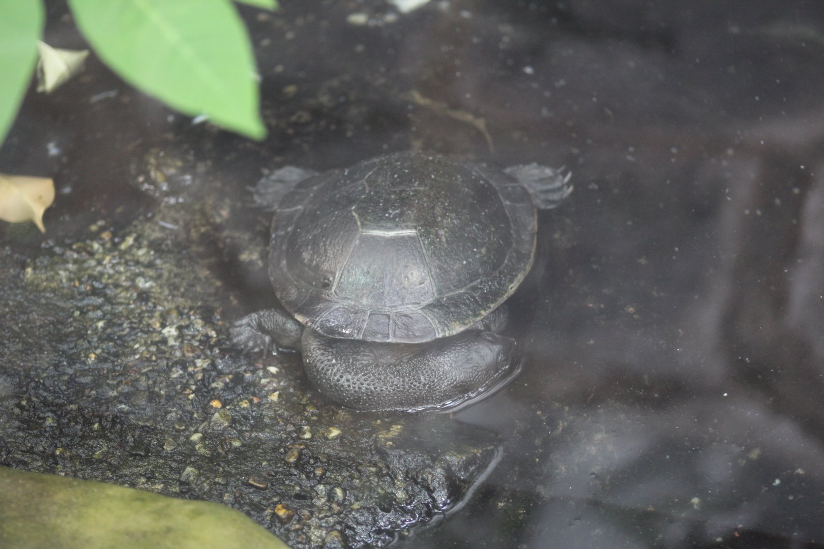 Eastern Snake-Necked Turtle